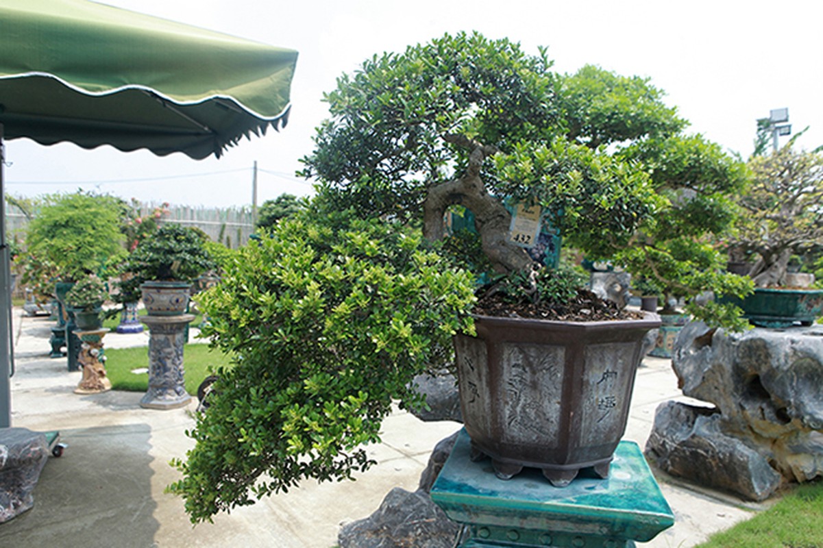 Can canh vuon bonsai lon bac nhat Ha Noi-Hinh-4