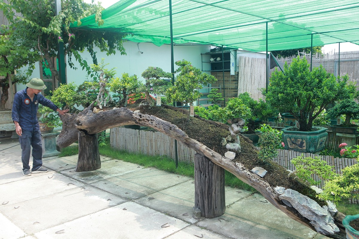 Can canh vuon bonsai lon bac nhat Ha Noi-Hinh-7