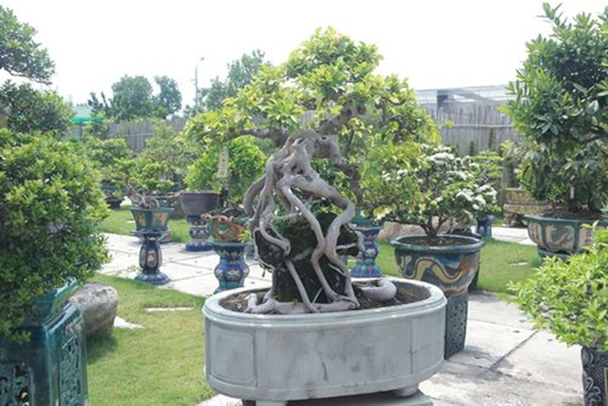 Can canh vuon bonsai lon bac nhat Ha Noi-Hinh-8