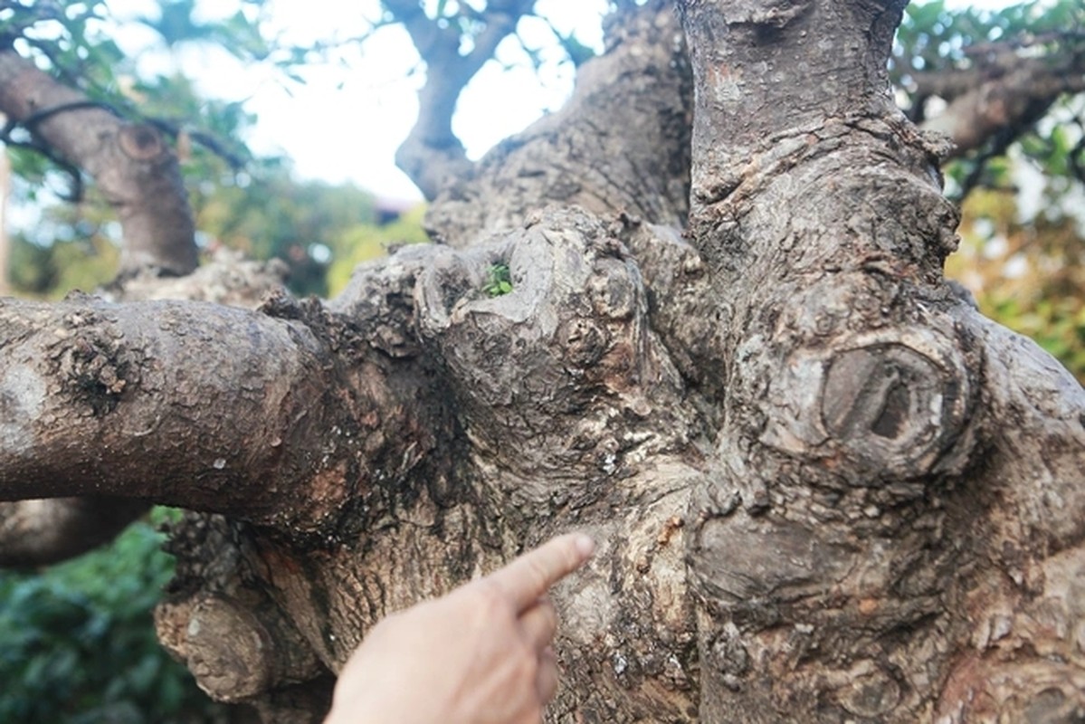 Chiem nguong cay loc vung chua hoan thien, dai gia “tranh nhau mua“-Hinh-8