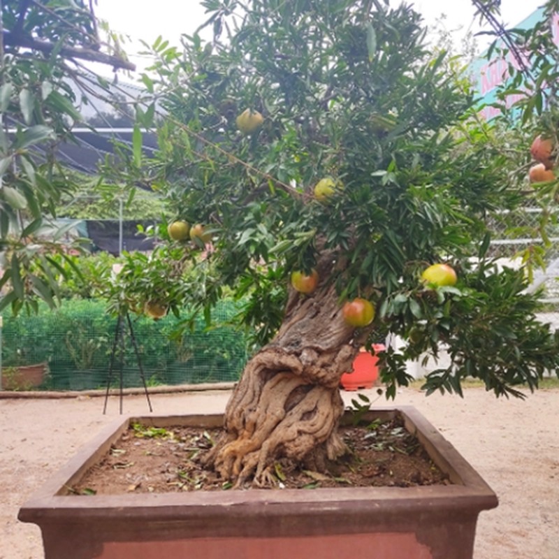 Ngam luu bonsai co thu “het gia” 100 trieu khien dai gia me man-Hinh-2