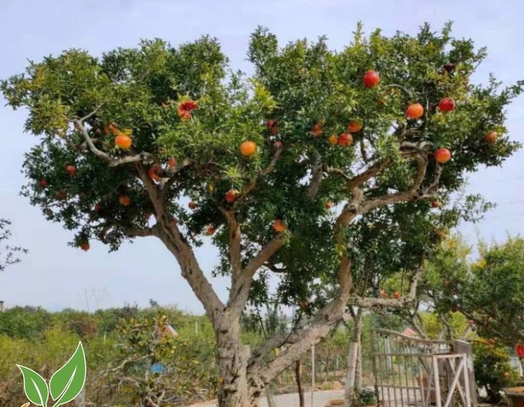 Ngam luu bonsai co thu “het gia” 100 trieu khien dai gia me man-Hinh-6