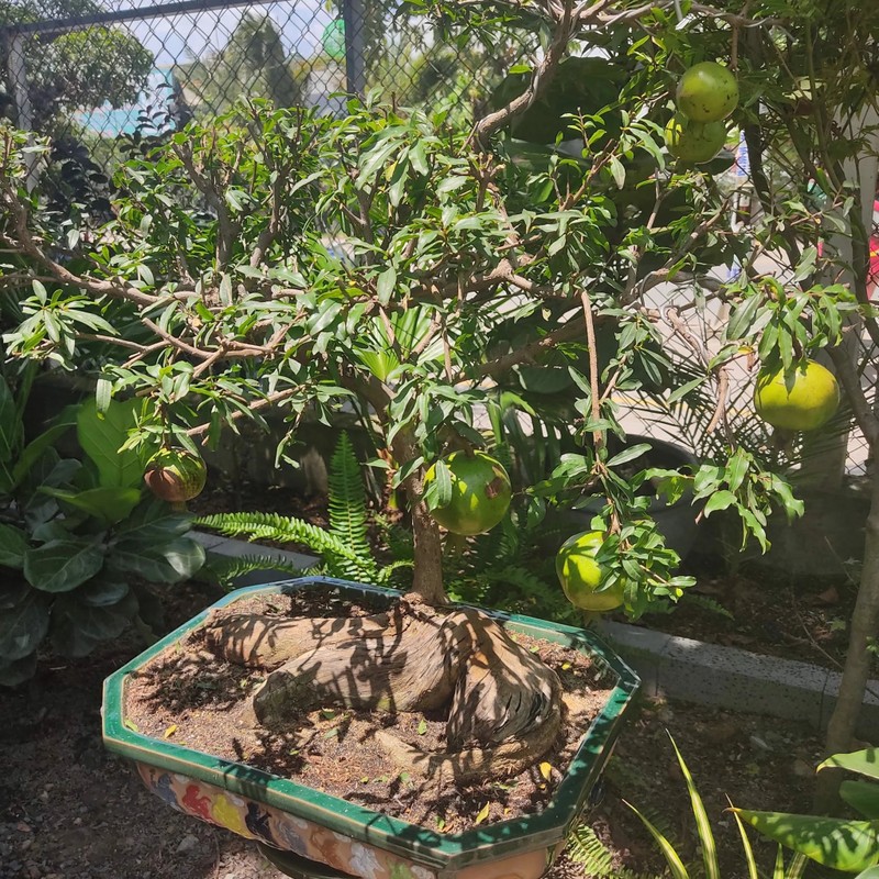 Ngam luu bonsai co thu “het gia” 100 trieu khien dai gia me man-Hinh-9