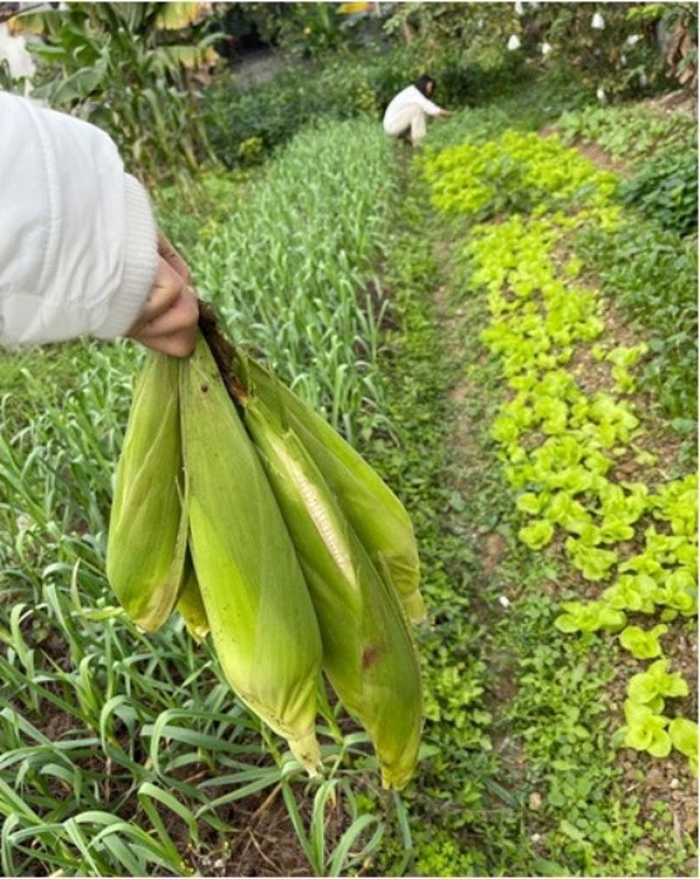 Man nhan vuon rau xanh muot trong nha A hau Dao Thi Hien-Hinh-7