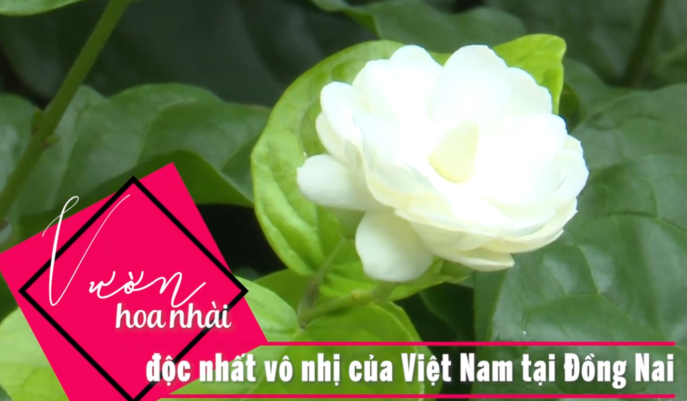 Tan muc vuon hoa nhai co thu doc nhat vo nhi tai Viet Nam-Hinh-5