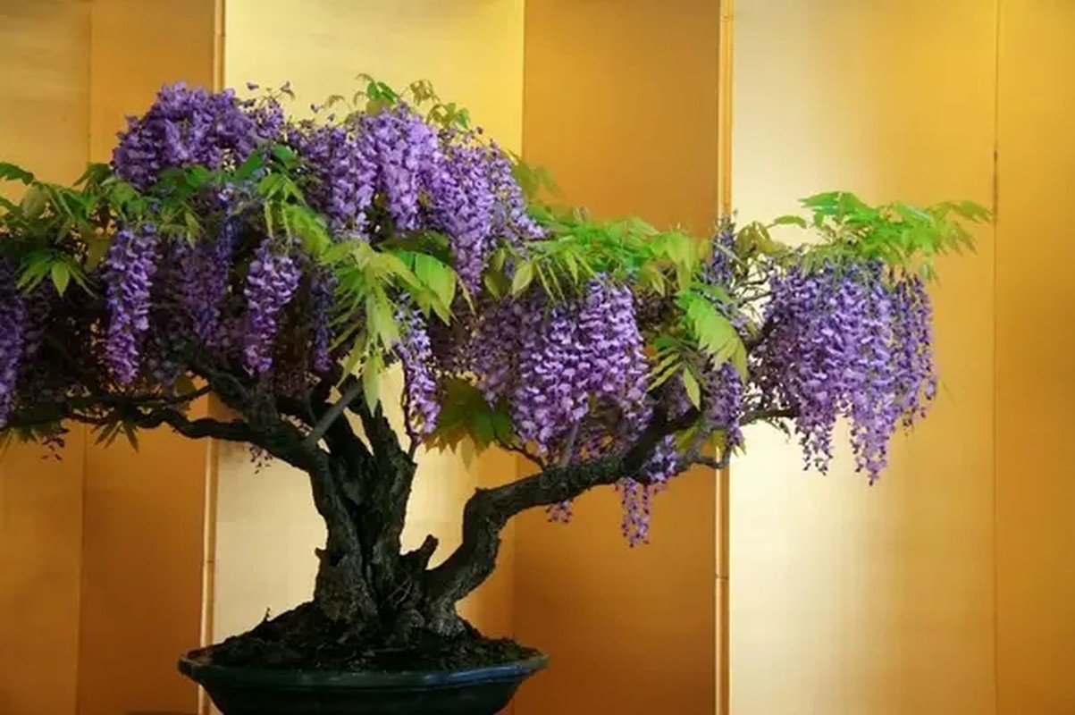 10 tac pham bonsai doc va dep nhat the gioi-Hinh-2
