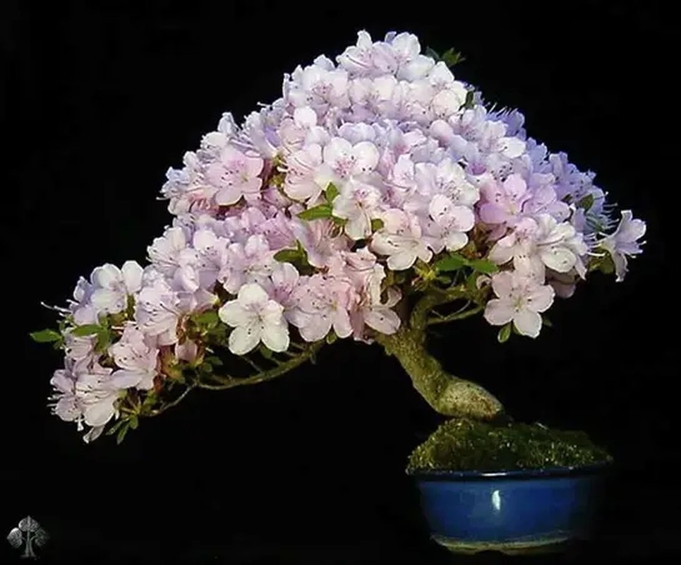 10 tac pham bonsai doc va dep nhat the gioi-Hinh-3