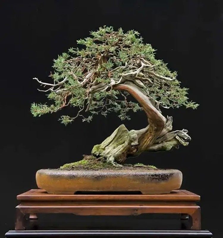 10 tac pham bonsai doc va dep nhat the gioi-Hinh-4