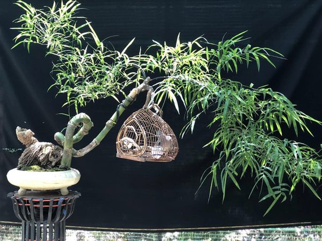 Ngo ngang cay dai moc bo bui thanh bonsai “het gia” 70 trieu-Hinh-10