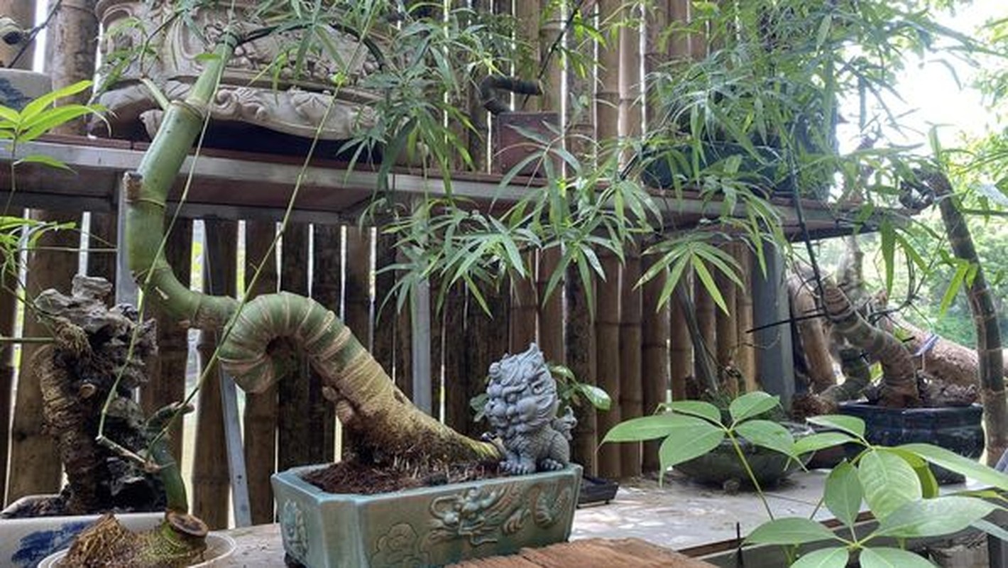 Ngo ngang cay dai moc bo bui thanh bonsai “het gia” 70 trieu-Hinh-3
