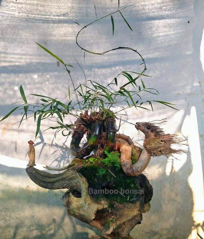 Ngo ngang cay dai moc bo bui thanh bonsai “het gia” 70 trieu-Hinh-5