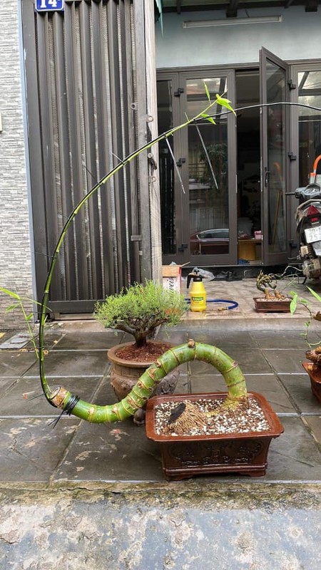 Ngo ngang cay dai moc bo bui thanh bonsai “het gia” 70 trieu-Hinh-6