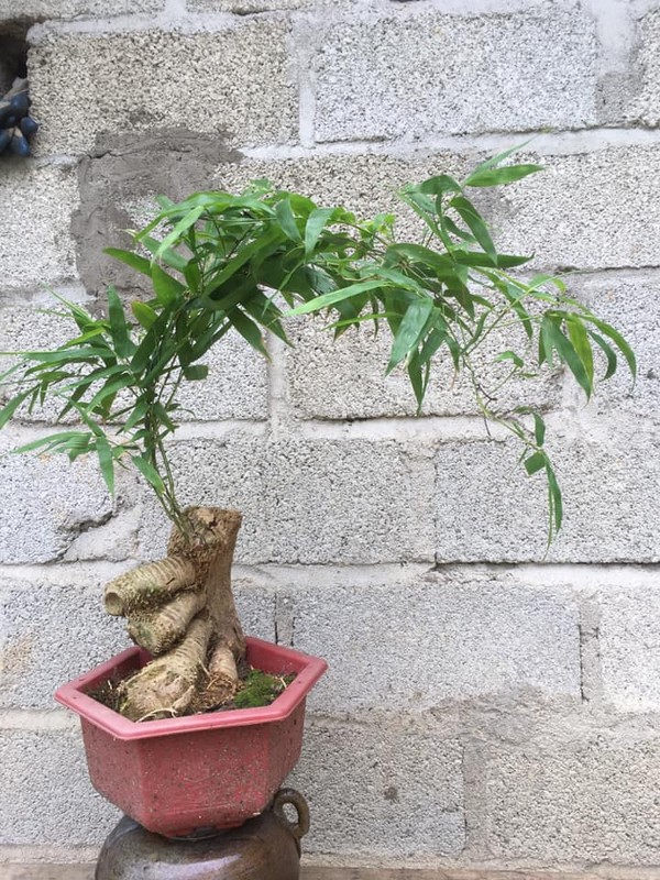 Ngo ngang cay dai moc bo bui thanh bonsai “het gia” 70 trieu-Hinh-7
