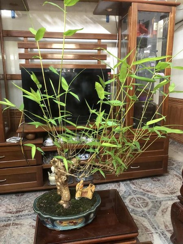 Ngo ngang cay dai moc bo bui thanh bonsai “het gia” 70 trieu-Hinh-9