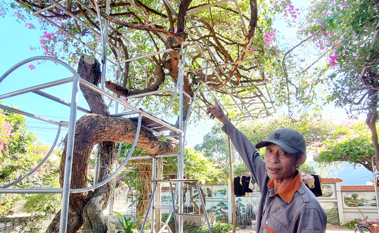 Ngo ngang cay leo rao thanh bonsai gia tram trieu-Hinh-2