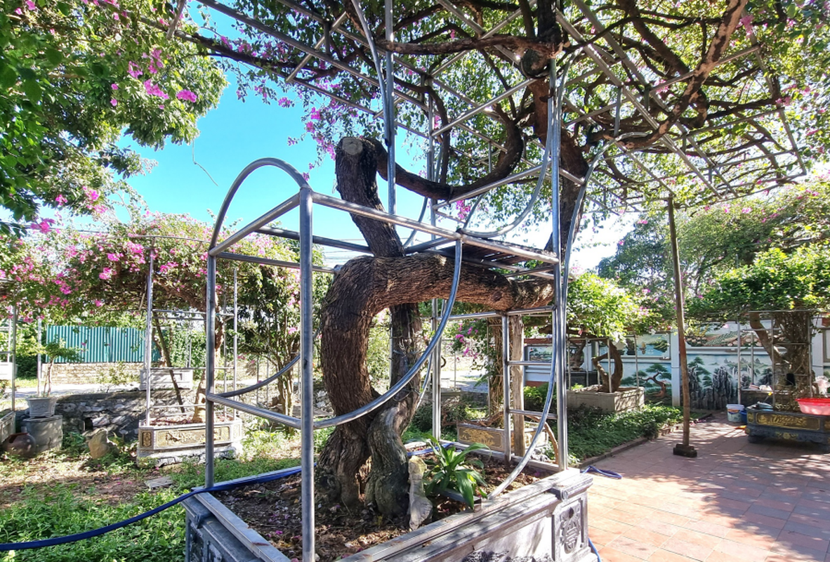 Ngo ngang cay leo rao thanh bonsai gia tram trieu-Hinh-3