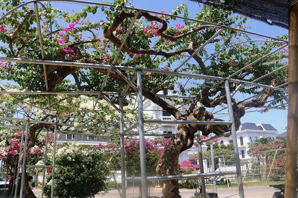 Ngo ngang cay leo rao thanh bonsai gia tram trieu-Hinh-5