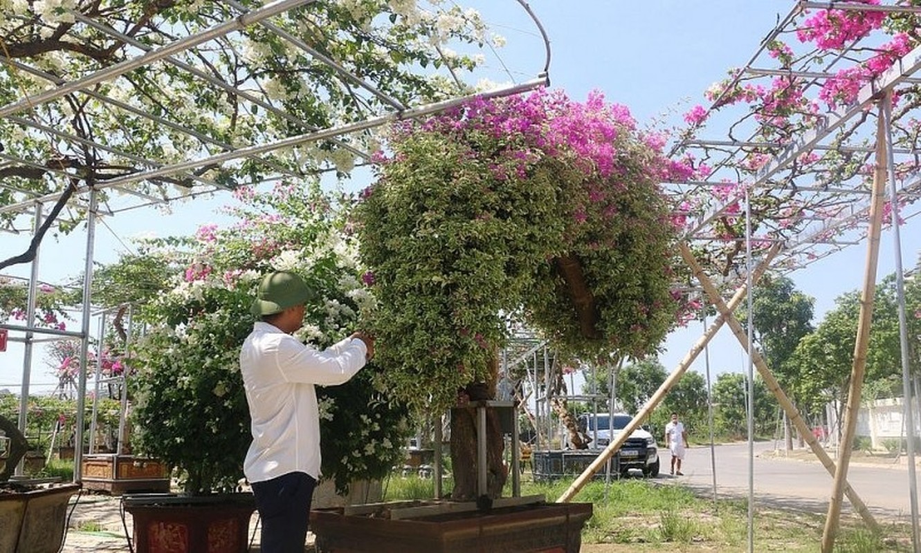 Ngo ngang cay leo rao thanh bonsai gia tram trieu-Hinh-6