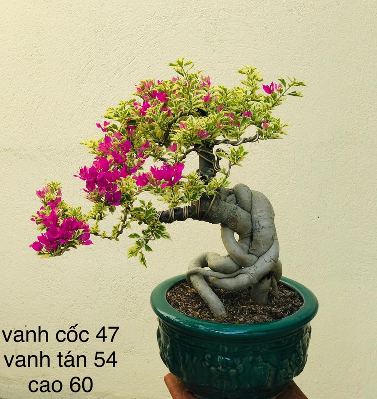 Ngo ngang cay leo rao thanh bonsai gia tram trieu