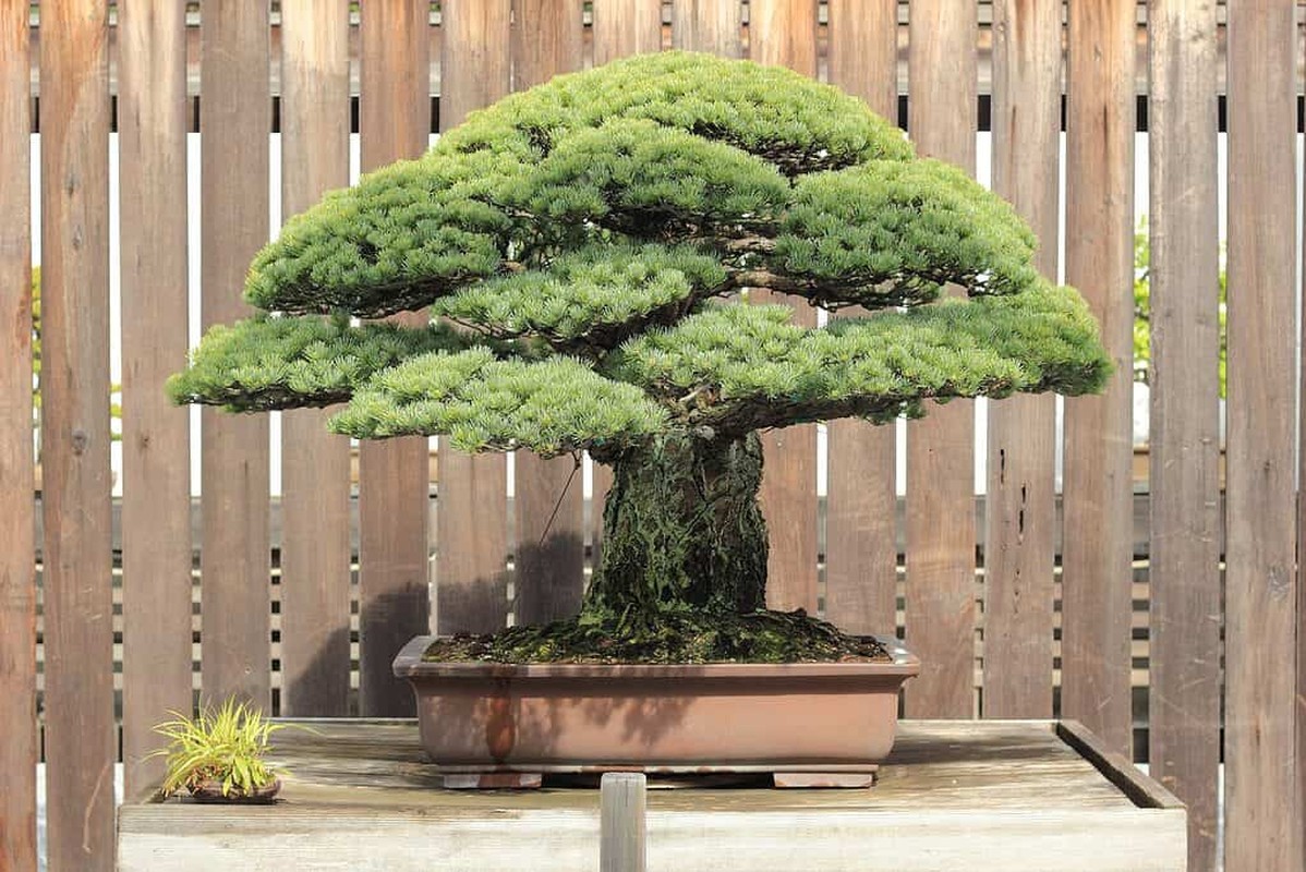 Chiem nguong nhung tac pham bonsai dat nhat the gioi-Hinh-2