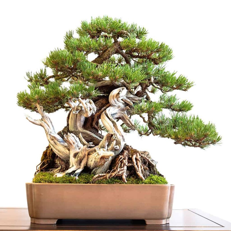 Chiem nguong nhung tac pham bonsai dat nhat the gioi-Hinh-3