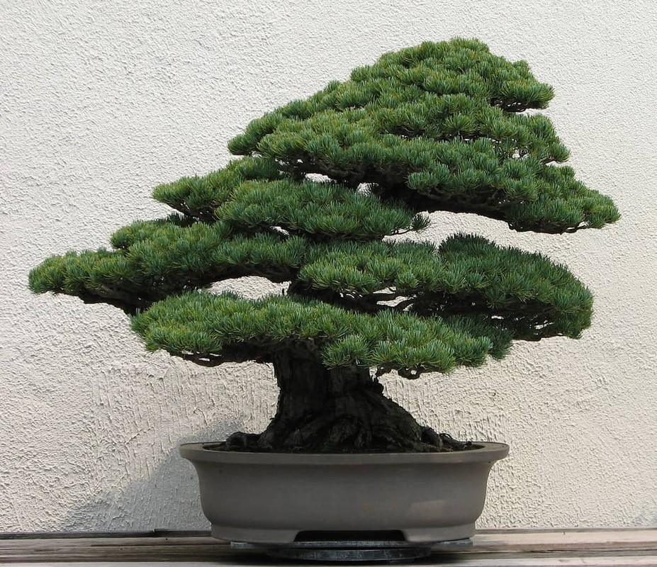Chiem nguong nhung tac pham bonsai dat nhat the gioi-Hinh-7