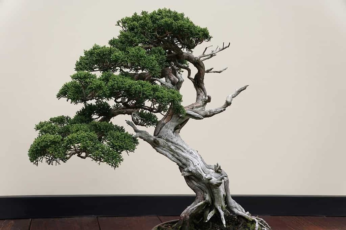 Chiem nguong nhung tac pham bonsai dat nhat the gioi-Hinh-8