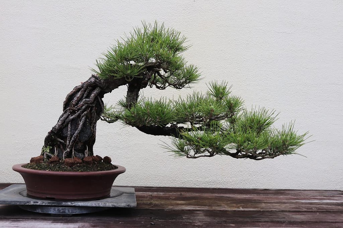 Chiem nguong nhung tac pham bonsai dat nhat the gioi-Hinh-9