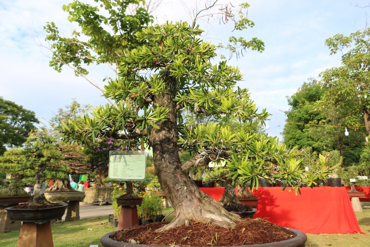 Ngam loat “quai cay” bonsai gia hang ty dong khong ban-Hinh-10