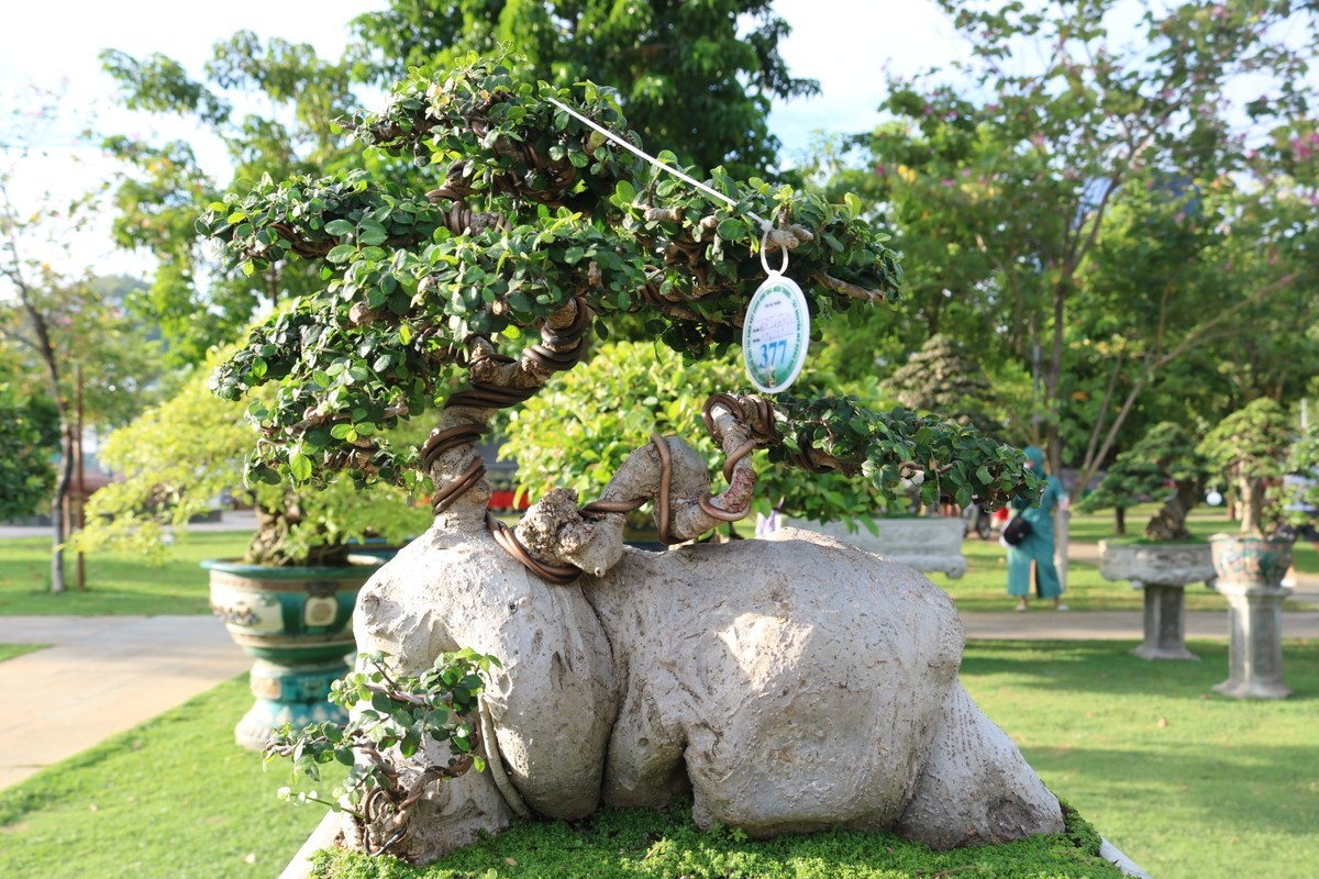 Ngam loat “quai cay” bonsai gia hang ty dong khong ban-Hinh-11