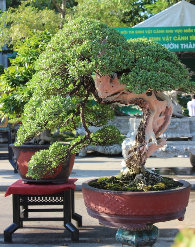 Ngam loat “quai cay” bonsai gia hang ty dong khong ban-Hinh-12