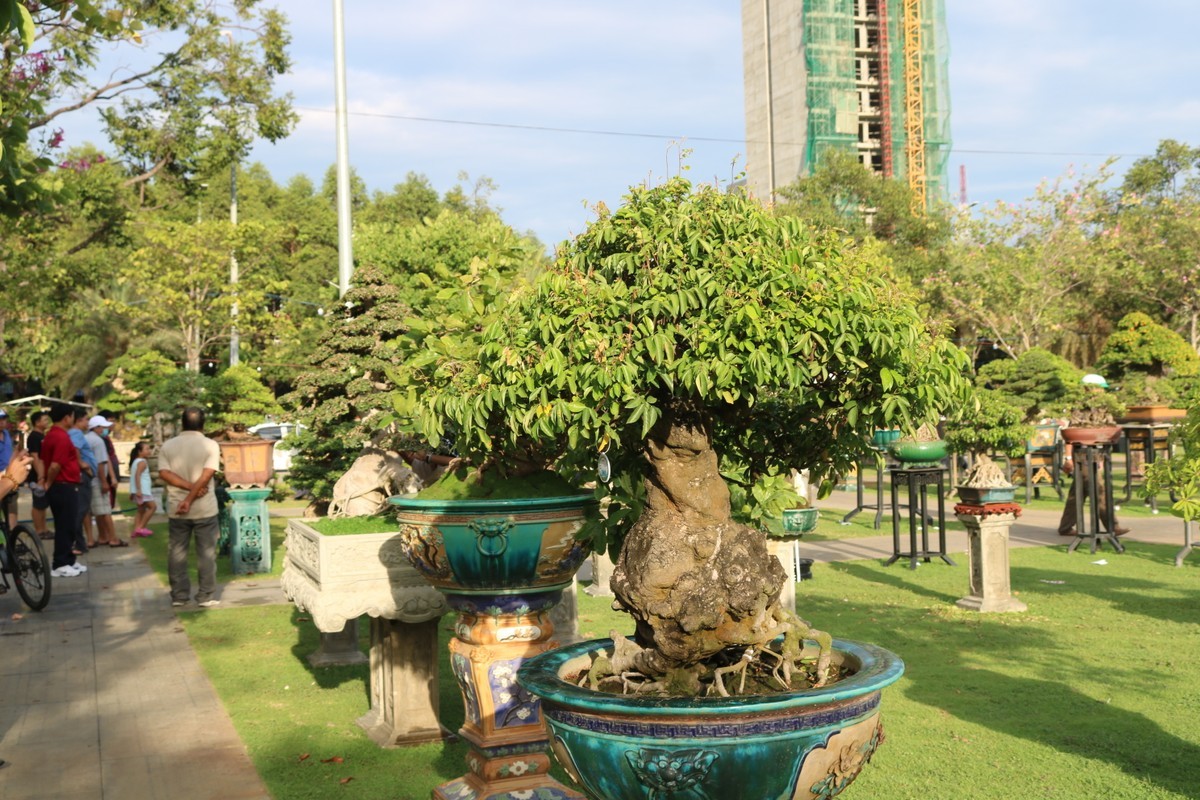Ngam loat “quai cay” bonsai gia hang ty dong khong ban-Hinh-2