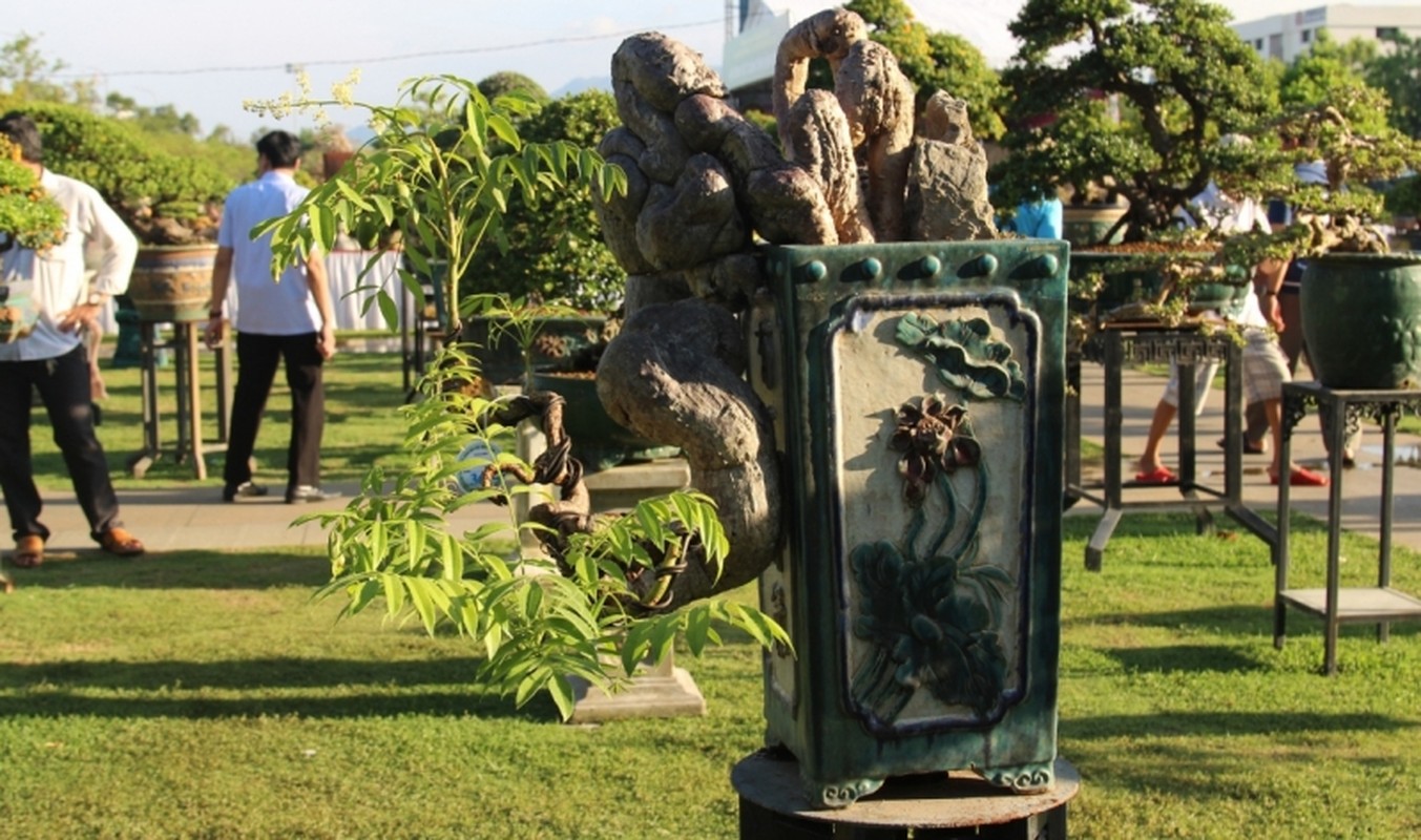 Ngam loat “quai cay” bonsai gia hang ty dong khong ban-Hinh-3