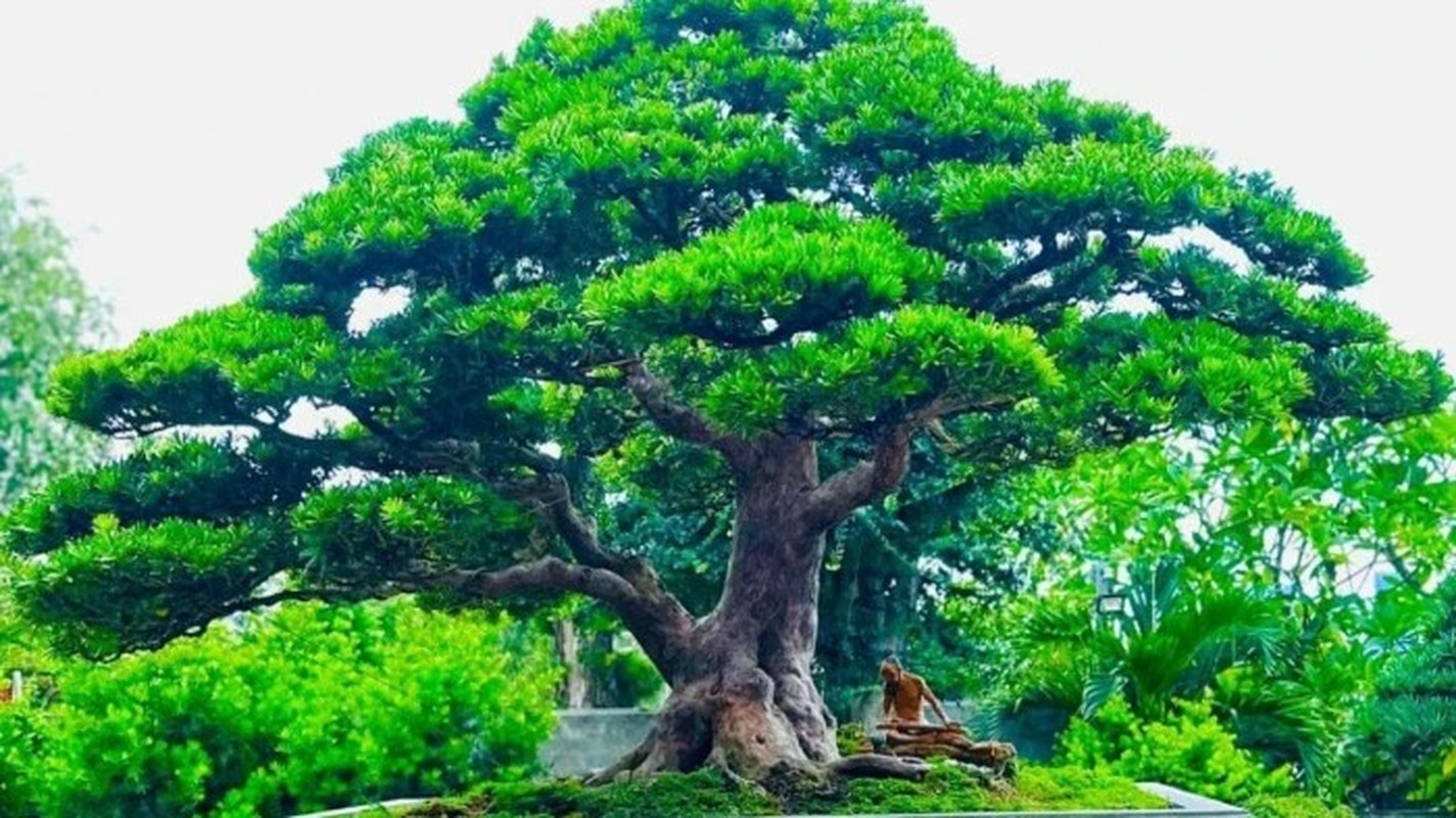 Ngam loat “quai cay” bonsai gia hang ty dong khong ban-Hinh-4