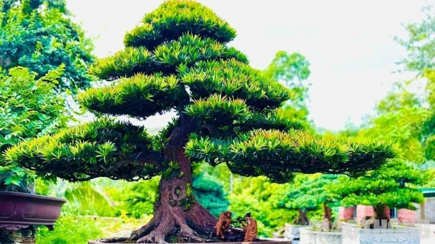 Ngam loat “quai cay” bonsai gia hang ty dong khong ban-Hinh-5