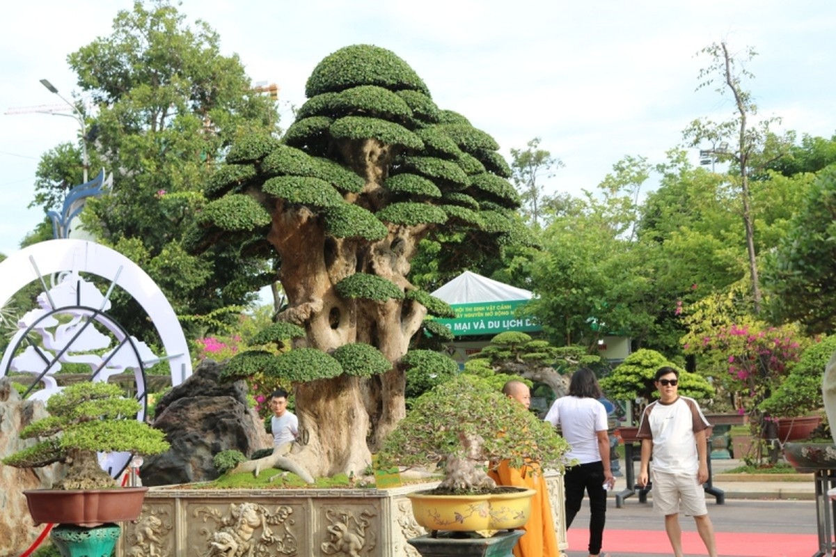 Ngam loat “quai cay” bonsai gia hang ty dong khong ban-Hinh-6