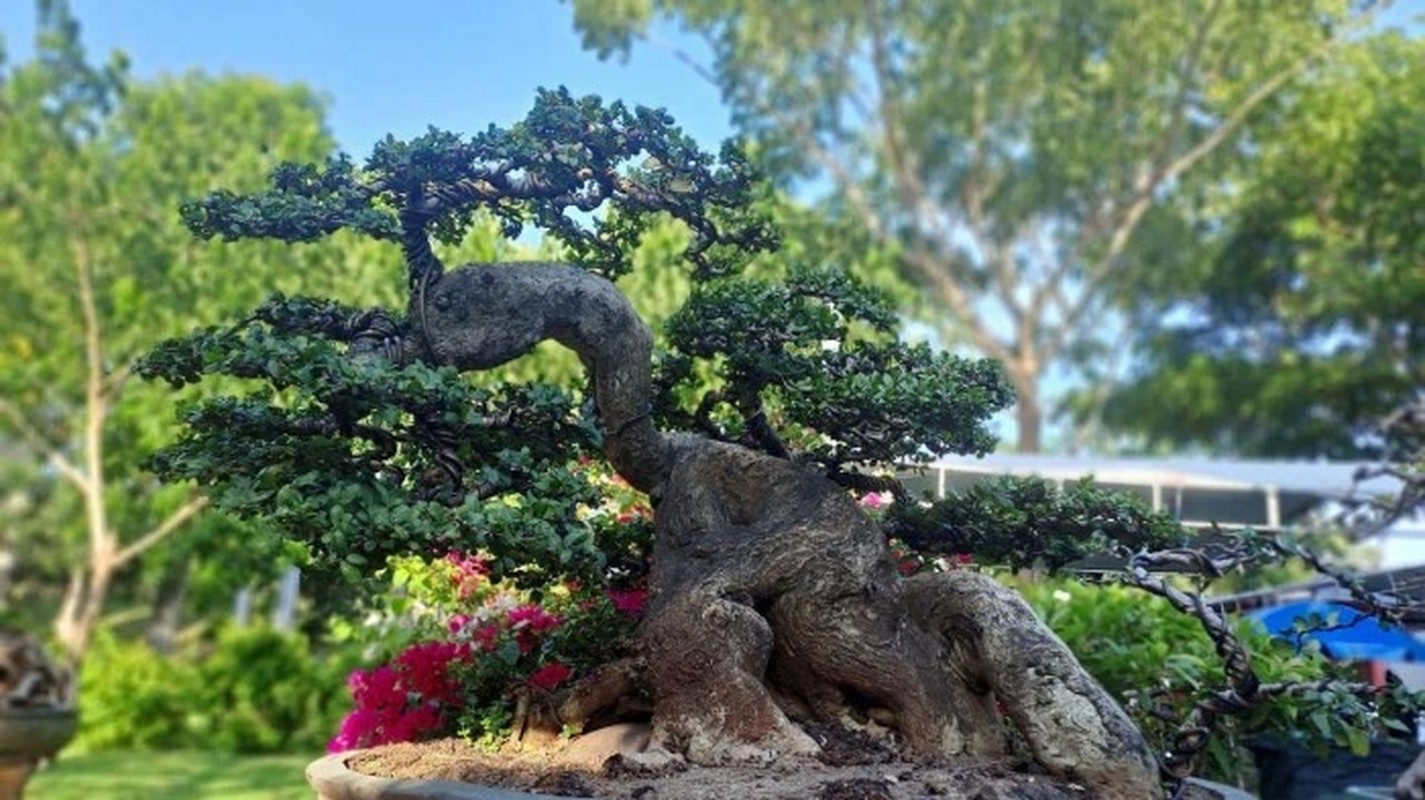 Ngam loat “quai cay” bonsai gia hang ty dong khong ban-Hinh-7