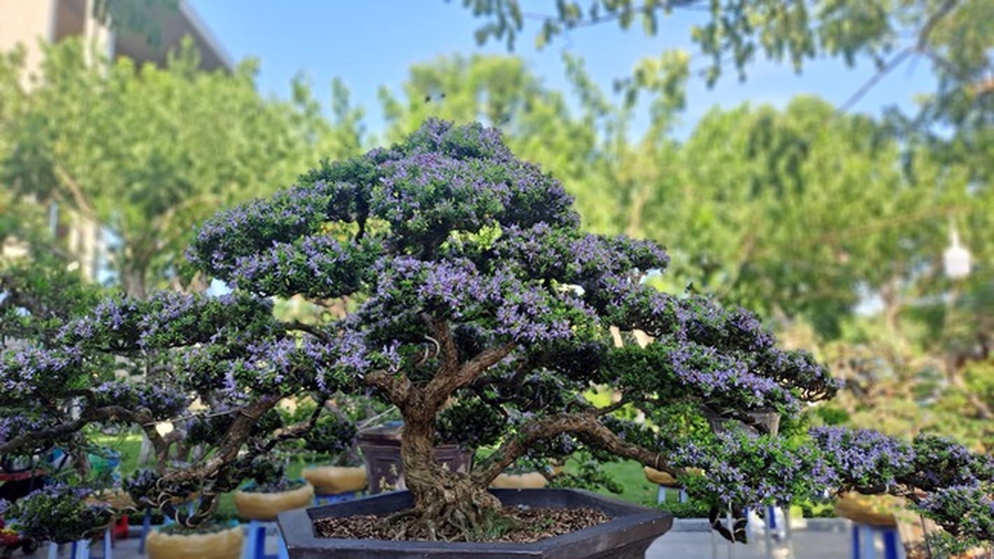 Ngam loat “quai cay” bonsai gia hang ty dong khong ban-Hinh-8