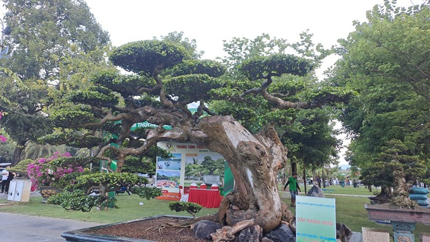 Ngam loat “quai cay” bonsai gia hang ty dong khong ban-Hinh-9