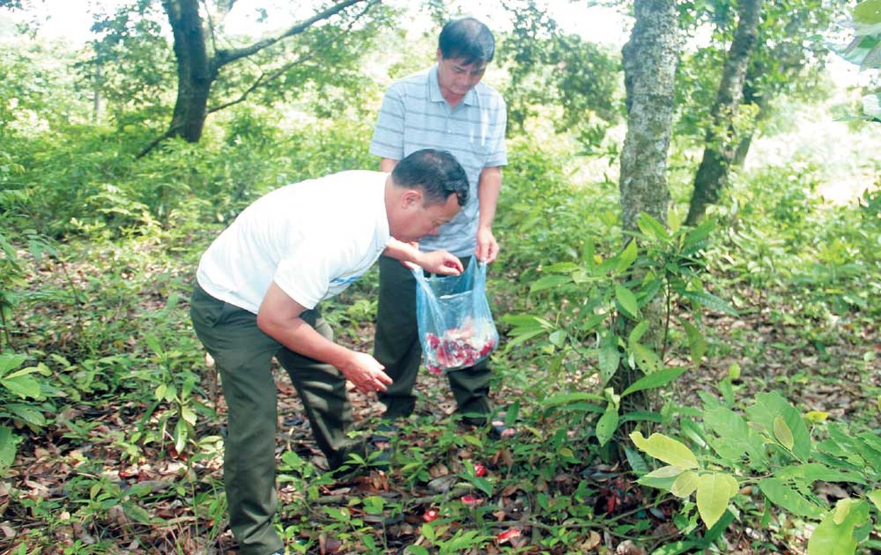 Xua khong ai ngo, “loc troi” thanh dac san 350.000 dong/kg-Hinh-3