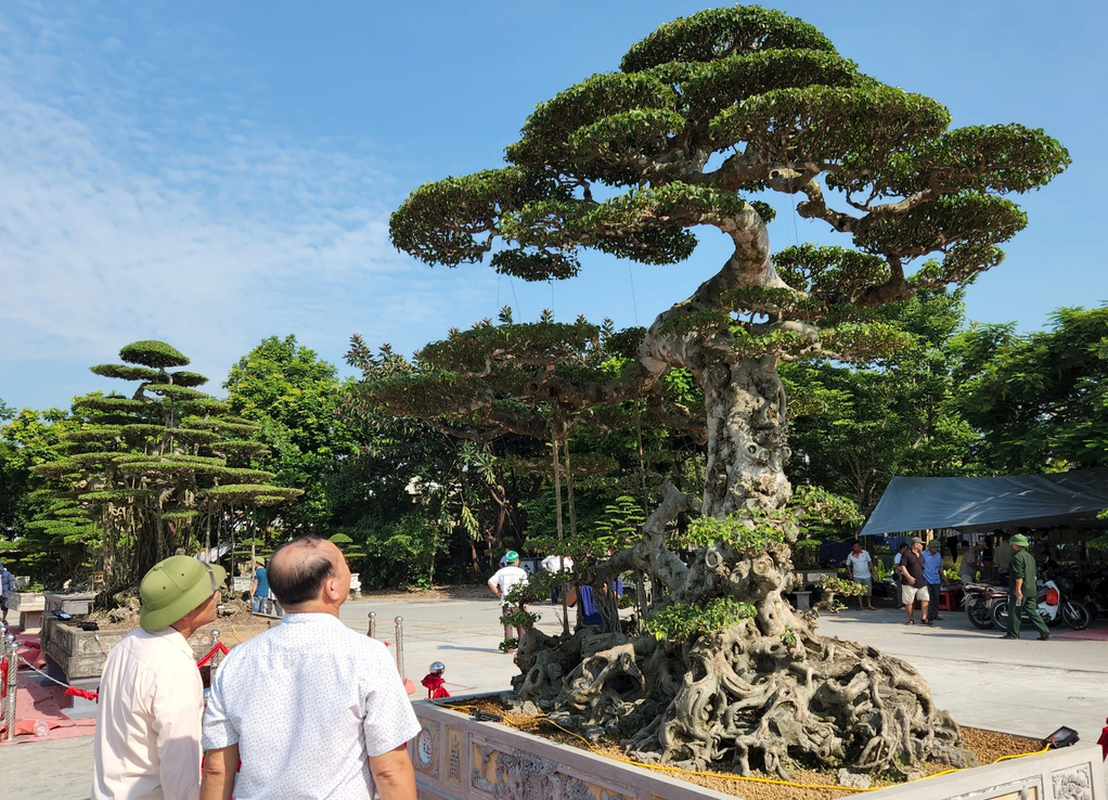 Chiem nguong dan “quai cay” bonsai it nguoi dam hoi gia-Hinh-3