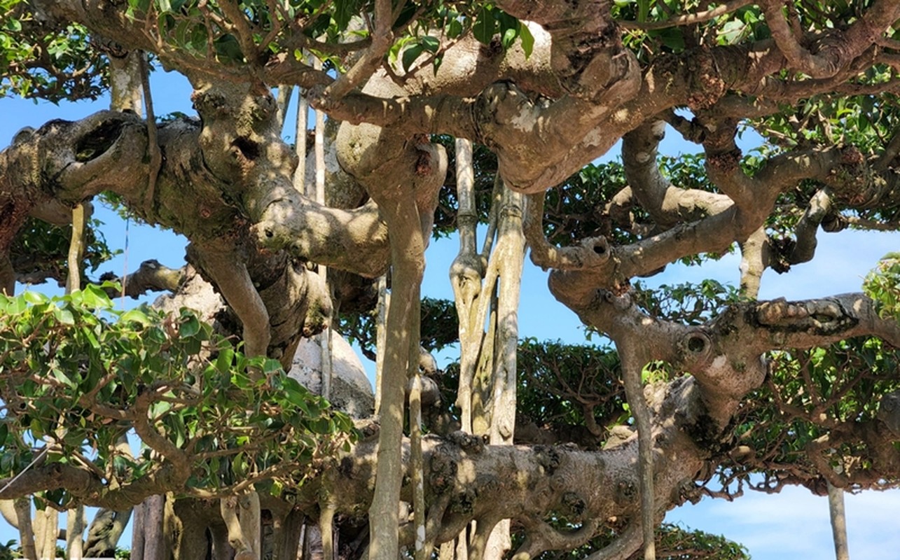Chiem nguong dan “quai cay” bonsai it nguoi dam hoi gia-Hinh-4