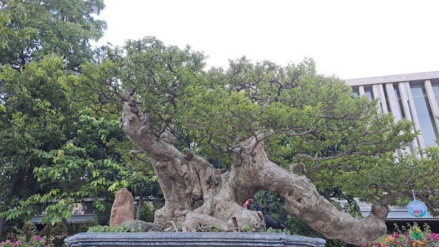 Chiem nguong dan “quai cay” bonsai it nguoi dam hoi gia-Hinh-5