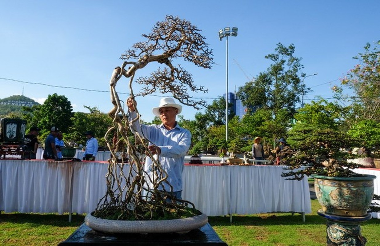 Chiem nguong dan “quai cay” bonsai it nguoi dam hoi gia-Hinh-7