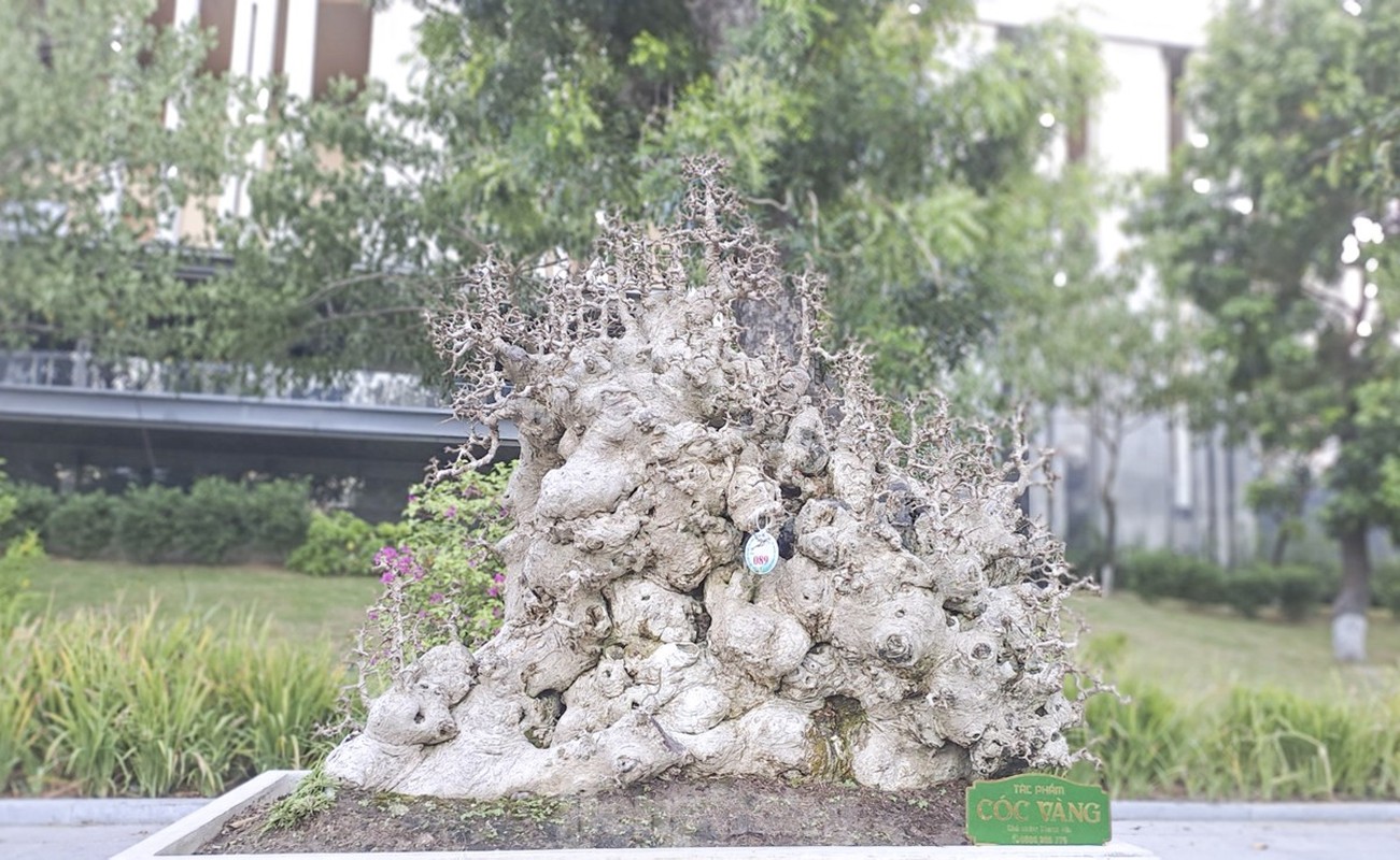 Chiem nguong dan “quai cay” bonsai it nguoi dam hoi gia-Hinh-9