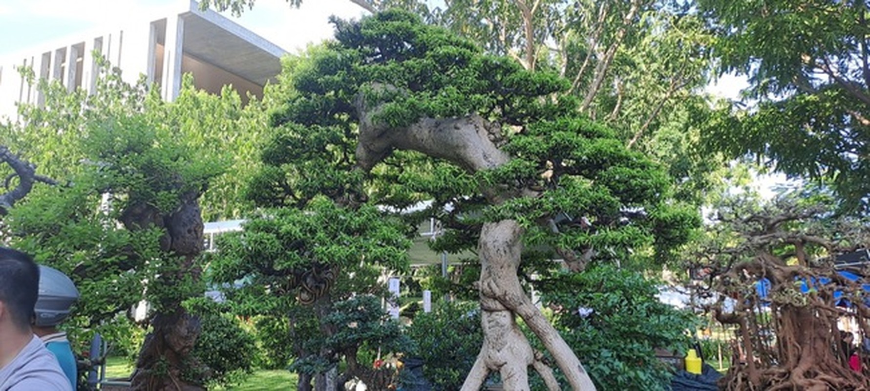 Chiem nguong dan “quai cay” bonsai it nguoi dam hoi gia