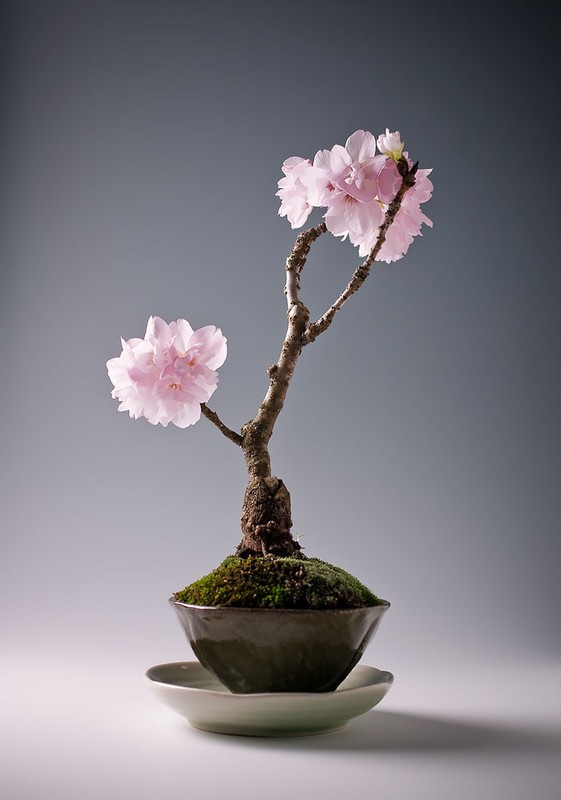 Me tit bo suu tap nhung kiet tac bonsai dep khong tuong-Hinh-3