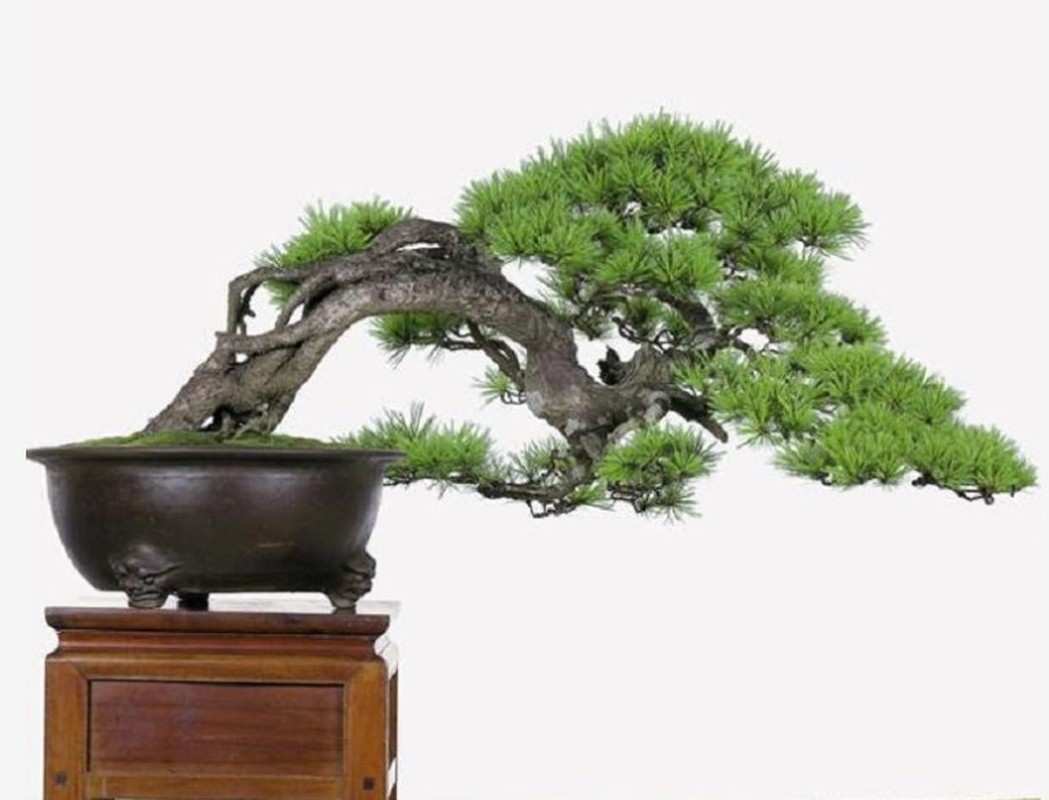 Me tit bo suu tap nhung kiet tac bonsai dep khong tuong-Hinh-4