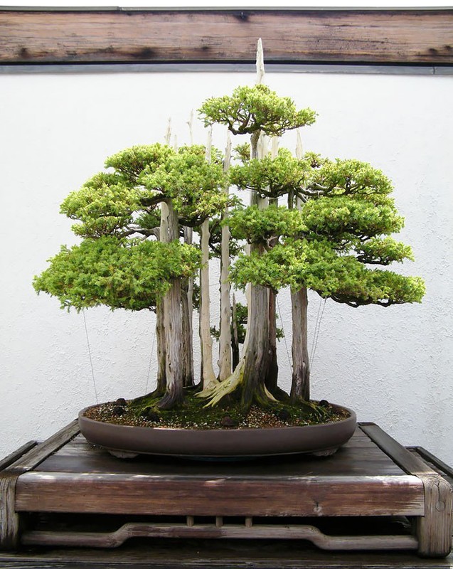 Me tit bo suu tap nhung kiet tac bonsai dep khong tuong-Hinh-6