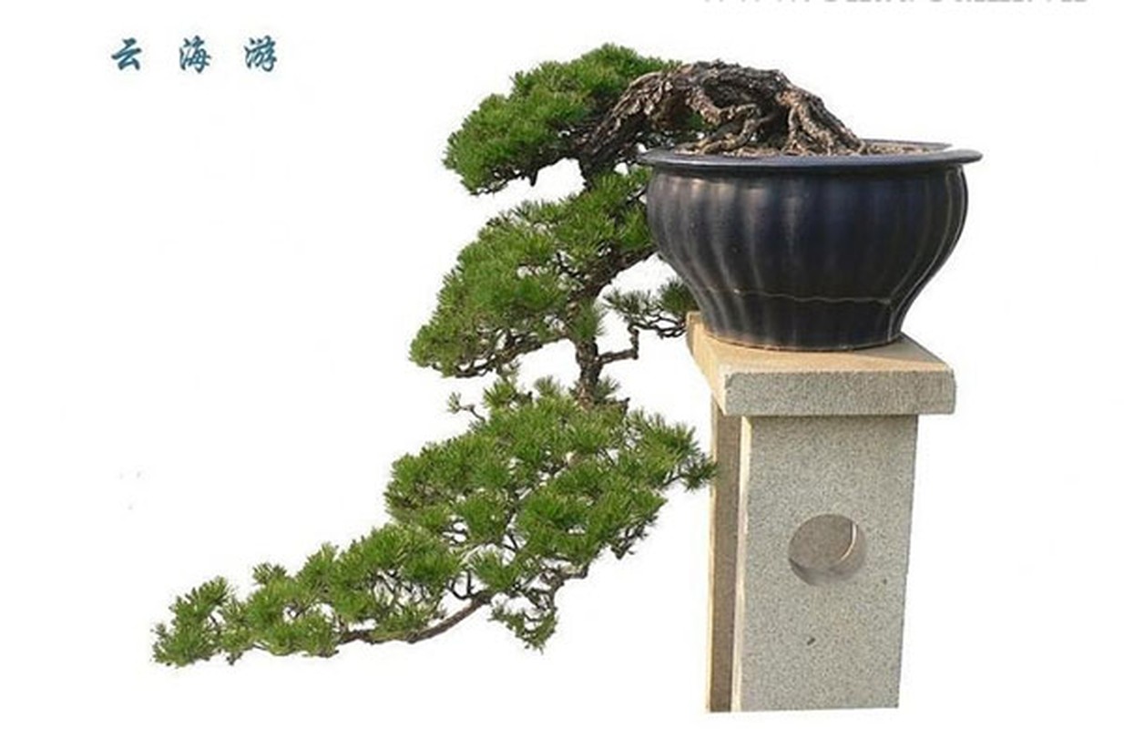 Me tit bo suu tap nhung kiet tac bonsai dep khong tuong-Hinh-7